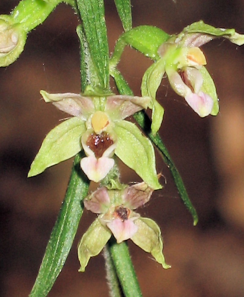 Epipactis helleborine subsp. schubertiorum